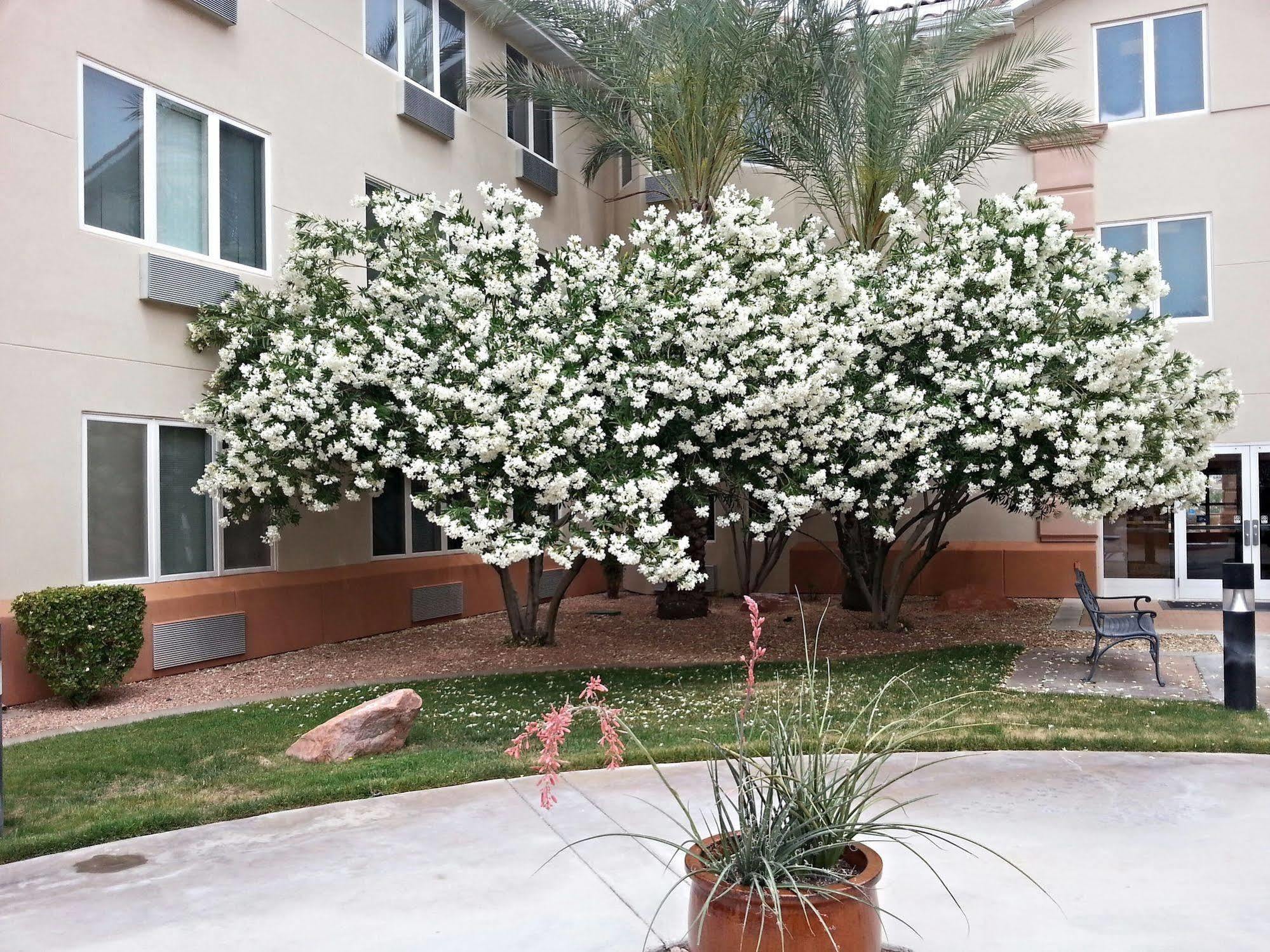 Mojave Edge Hotel เมสกีต ภายนอก รูปภาพ
